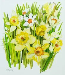 Daffodils and narcissus